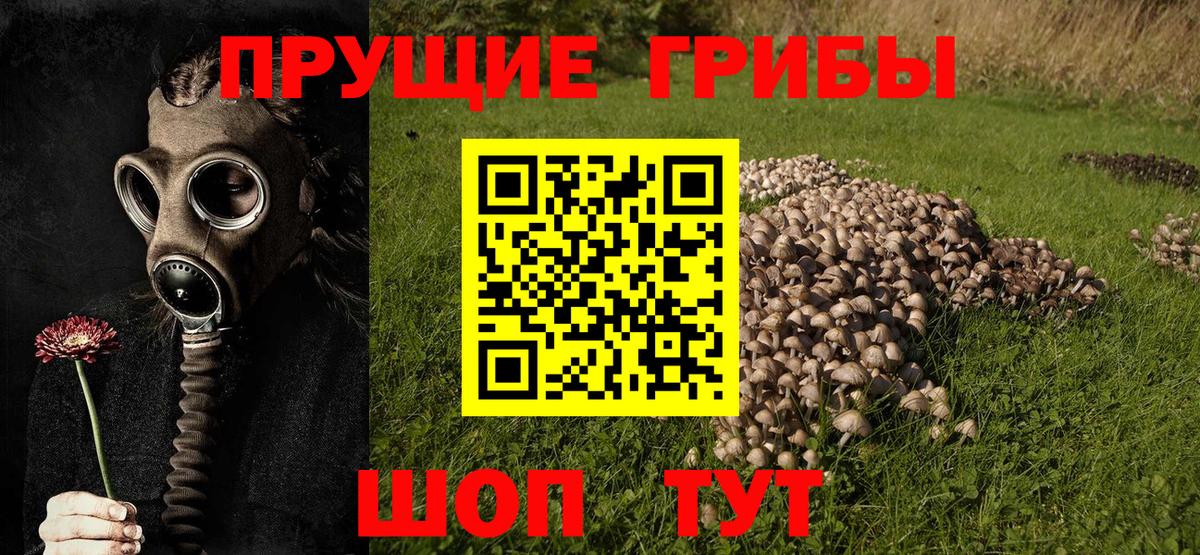 Псилоцибиновые грибы мицелий Топки